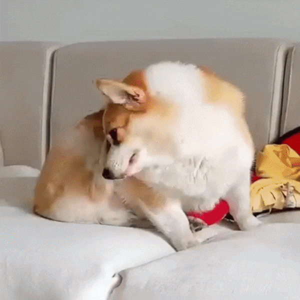 Limpiador de oídos de Peludos